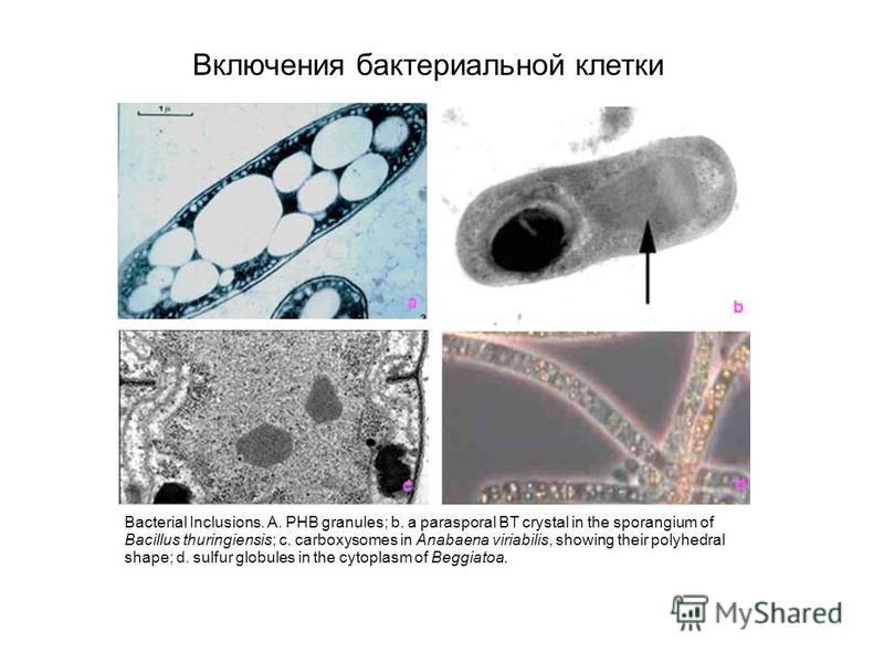 Наличие включений. Включения бактерий волютин. Включения бактериальной клетки микробиология. Цитоплазматические включения бактериальной клетки. Включения микробной клетки:.