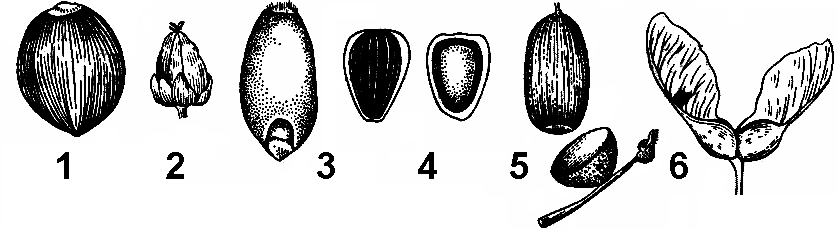 Семянка рисунок плода