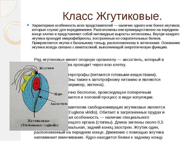 Представитель класс жгутиков. Особенности строения жгутиковых. Характерные признаки жгутиковых. Общая характеристика жгутиковых. Класс жгутиковые общая характеристика.