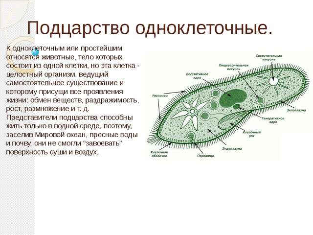 Презентация по теме простейшие 7 класс биология