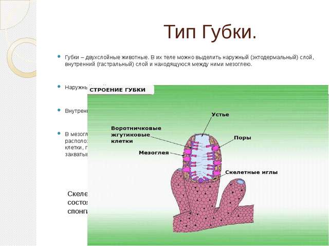 Типы трехслойных животных