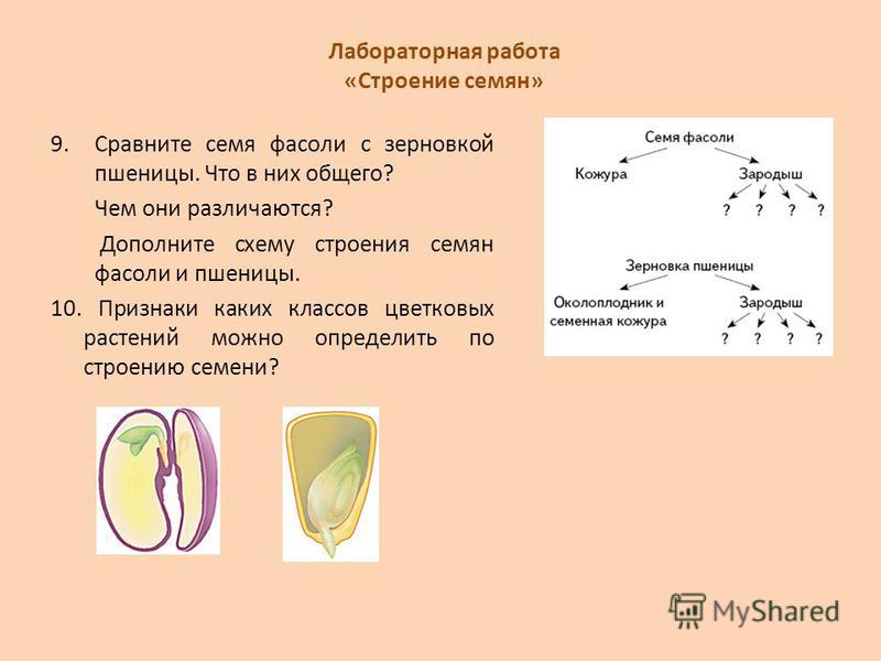 Лабораторная работа изучение строения семян однодольных растений