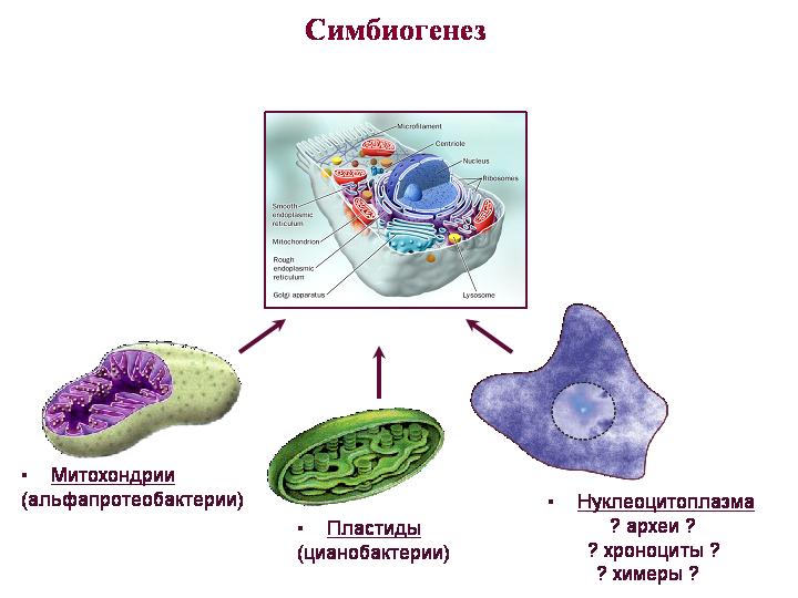 Каким номером на рисунке обозначена структура имеющая симбиотическое происхождение