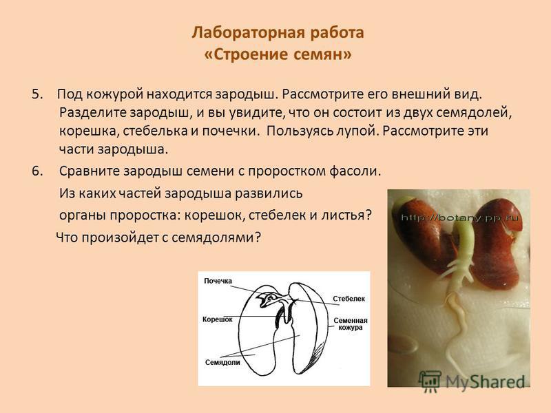 Технологическая карта урока биологии в 6 классе строение семян