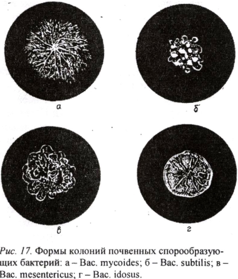 Схема описания колоний бактерий