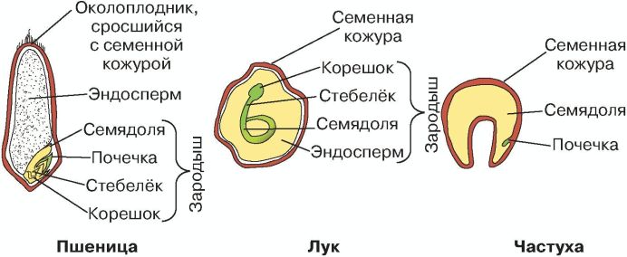 Строение семян двудольных растений строение семян однодольных растений презентация