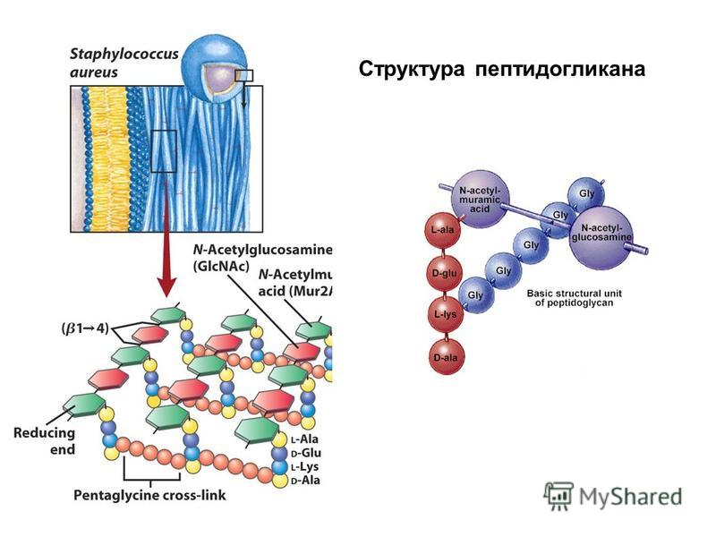 Клеточная стенка состоит из пептидогликана. Пептидогликан клеточной стенки бактерий. Пептидогликан муреин структура.