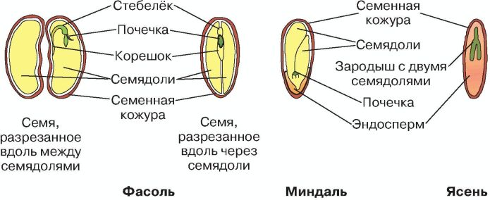 Однодольное семя схема